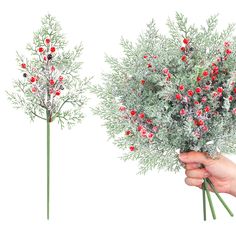 a hand holding a bunch of red berries next to a bush with green leaves and branches