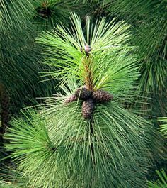 pine cones are growing on the branches of a tree