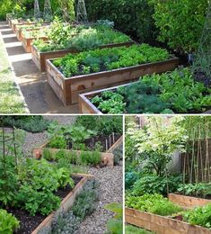 several different types of garden plants in various stages of growing