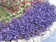 purple flowers are growing in the corner of a flower bed