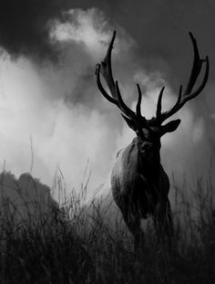 a deer with antlers standing in tall grass on a cloudy day, looking at the camera