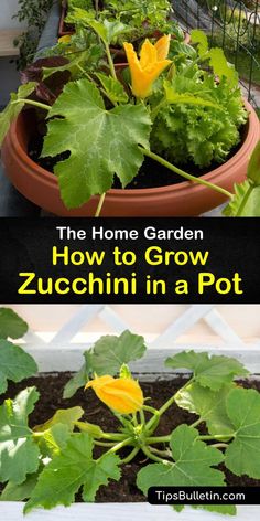 how to grow zucchini in a pot