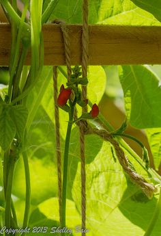 some red peppers are growing on the vine