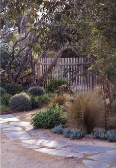 a garden with lots of plants and trees