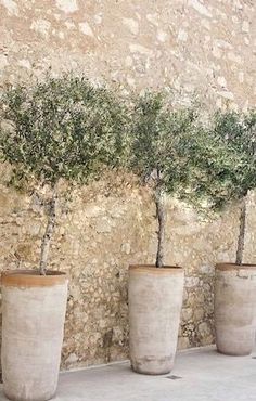 four potted olive trees in front of a stone wall with an ad for shutterstock