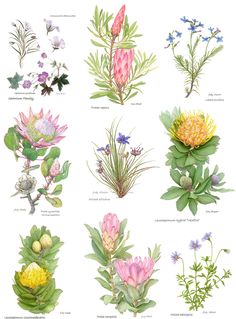 a bunch of different types of flowers on a white background