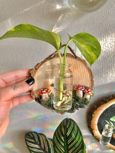 a person holding up a small plant in a glass vase with mushrooms and plants inside