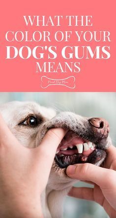 a person petting a dog's teeth with the caption what the color of your dogs gums means