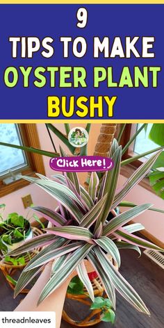 a houseplant with the title 9 tips to make oyster plant bushy click here