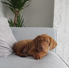 a brown dog laying on top of a blue couch next to a potted plant