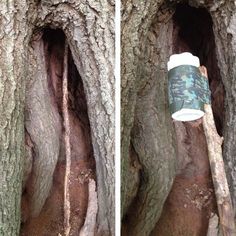 two pictures of the inside of a tree with a cup hanging from it's trunk