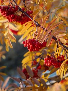 some red berries are hanging from the branches of a tree with yellow leaves on it