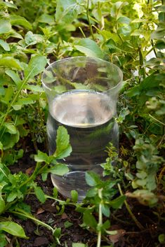 a glass filled with water sitting on the ground next to some green bushes and plants