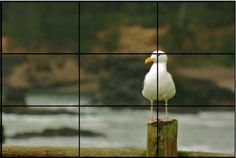 a seagull sitting on top of a wooden post in front of the ocean