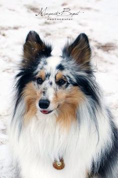 a collie dog sitting in the snow with its head turned to look at the camera