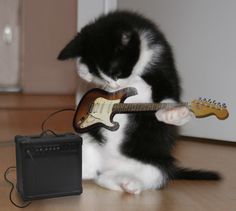 a black and white cat playing with a guitar on the floor next to an amp