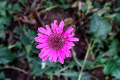 a pink flower is in the middle of some green plants and dirt area with leaves