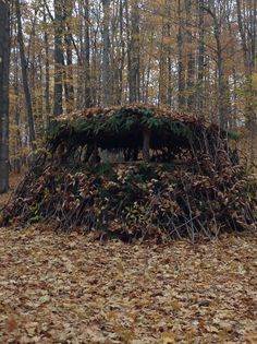 a pile of leaves in the middle of a forest