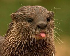 an otter with its tongue out and the words i miss you