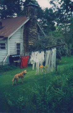 Dog, clothesline and farmhouse Country Clothesline, Clothes Lines, Dog Green, A Room With A View, Clothes Hanging, Room With A View, Grandma's House, Old Farm Houses, Casa Exterior