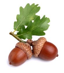 two acorns with green leaves on a white background stock photo 103978