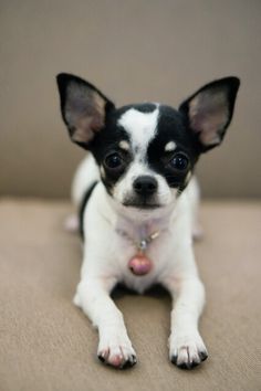 a small black and white dog sitting on top of a couch