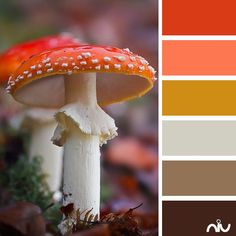 an image of a mushroom with color swatches