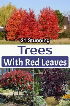 trees with red leaves are shown in four different pictures and the title reads, 21 stunning trees with red leaves