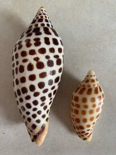 two seashells sitting next to each other on a white surface with brown spots