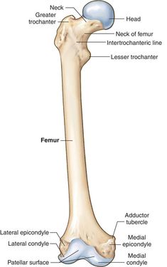 the bones of the lower limb and upper limb are shown in this diagram, with labels on