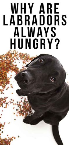 a black dog sitting in front of a pile of food with the caption why are labradors always hungry?