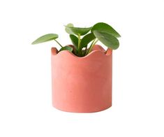 a plant in a pink pot on a white background