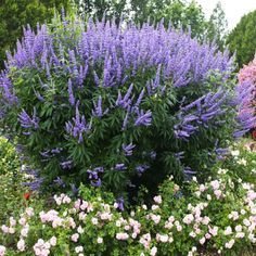 purple and white flowers in a garden next to trees