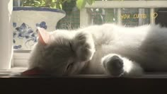 a white cat laying on top of a window sill