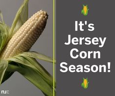 it's jersey corn season