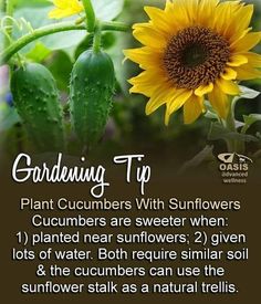 gardening tips for beginners with sunflowers and cucumbers are sweeter when 1 planted near flowers 2 given lots of water, but require similar soil & the cucumbers can use