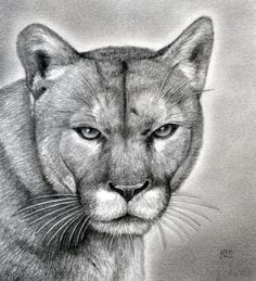 a pencil drawing of a mountain lion