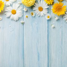 yellow and white daisies on blue wood background