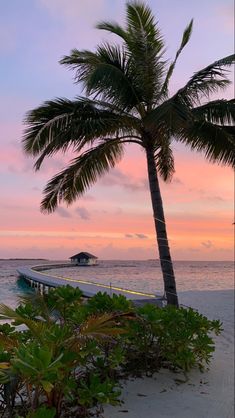 a palm tree sitting on top of a beach next to the ocean with a sunset in the background