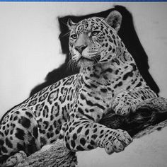 a black and white drawing of a leopard sitting on a tree branch