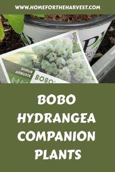 the words bobo hydrangea companion plants in front of a potted plant