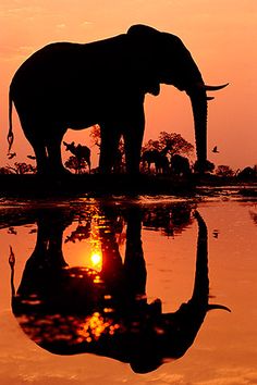 an elephant is standing in the water at sunset