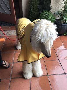 a small white dog wearing a yellow raincoat on a tile floor next to a potted plant