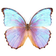 a blue and pink butterfly flying in the air