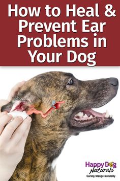 a dog getting his ear examined by a veterinator with the title how to heal and prevent ear problems in your dog