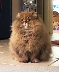 a fluffy cat sitting on the floor in front of a door looking at the camera