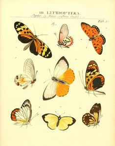 an old book with many different butterflies on top of each other, including one yellow and orange butterfly