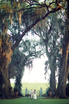 two brides standing in front of trees with spanish moss hanging from the branches on them