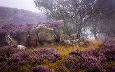 the rocks are covered in purple flowers and trees on a foggy day, as well as large boulders