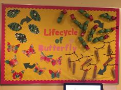 a bulletin board with butterflies on it and the words life cycle of butterfly written in pink